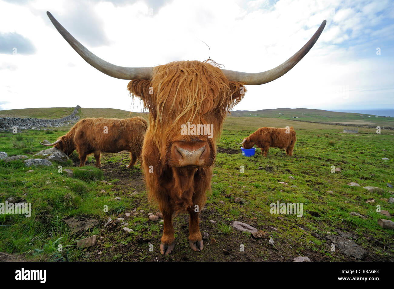 Highland Kühe (Bos Taurus) auf der Isle Of Skye, Schottland, UK Stockfoto