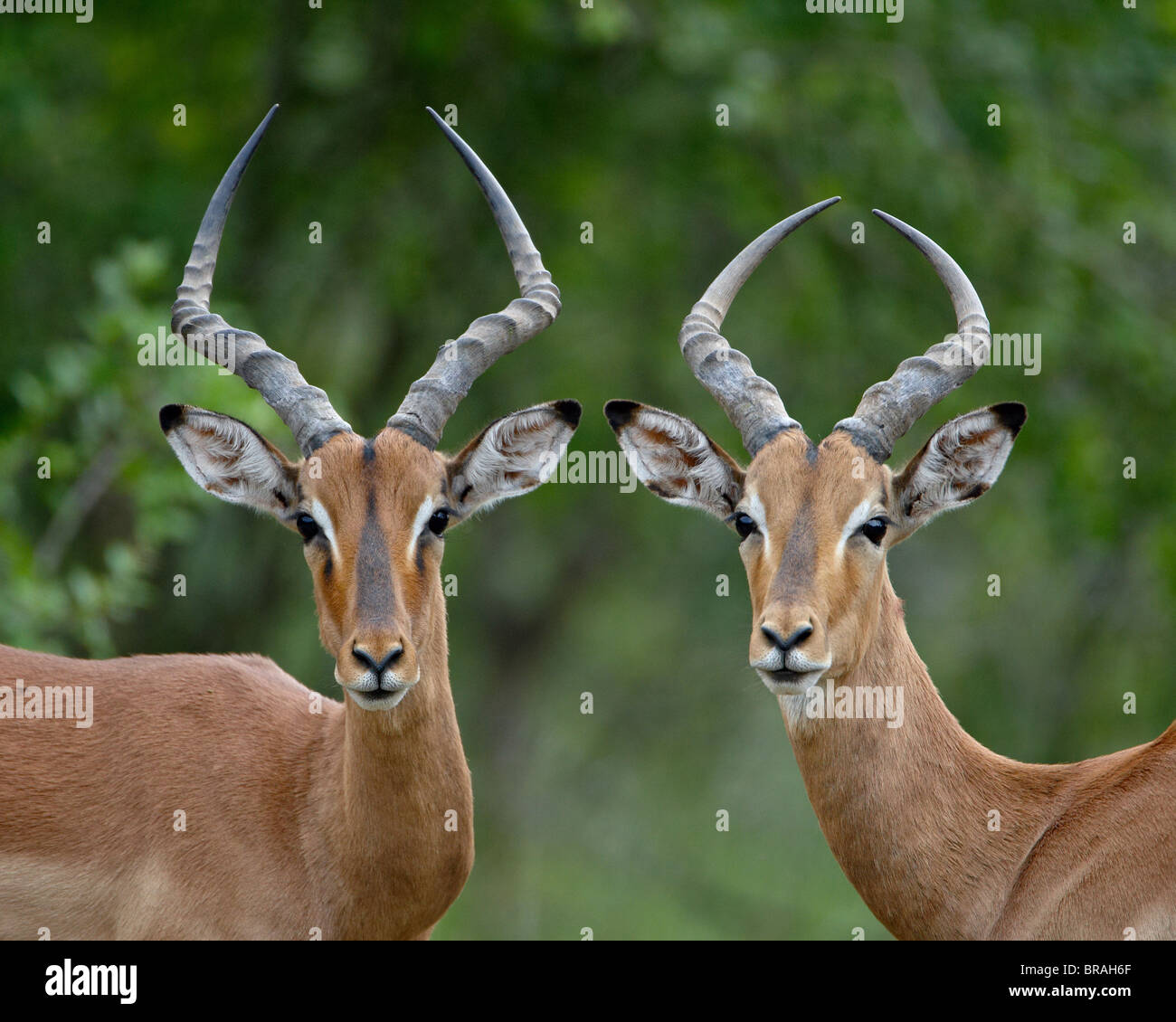 Zwei männliche Impala (Aepyceros Melampus), Imfolozi Game Reserve, Südafrika, Afrika Stockfoto