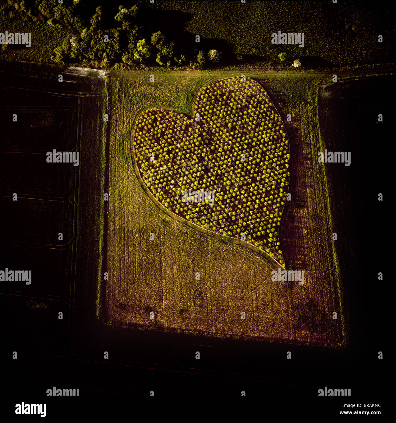 Luftaufnahme von Herz Form Obstgarten, in der Nähe von Huish Hill Erdarbeiten, Oare, Wiltshire, England, Vereinigtes Königreich, Europa Stockfoto