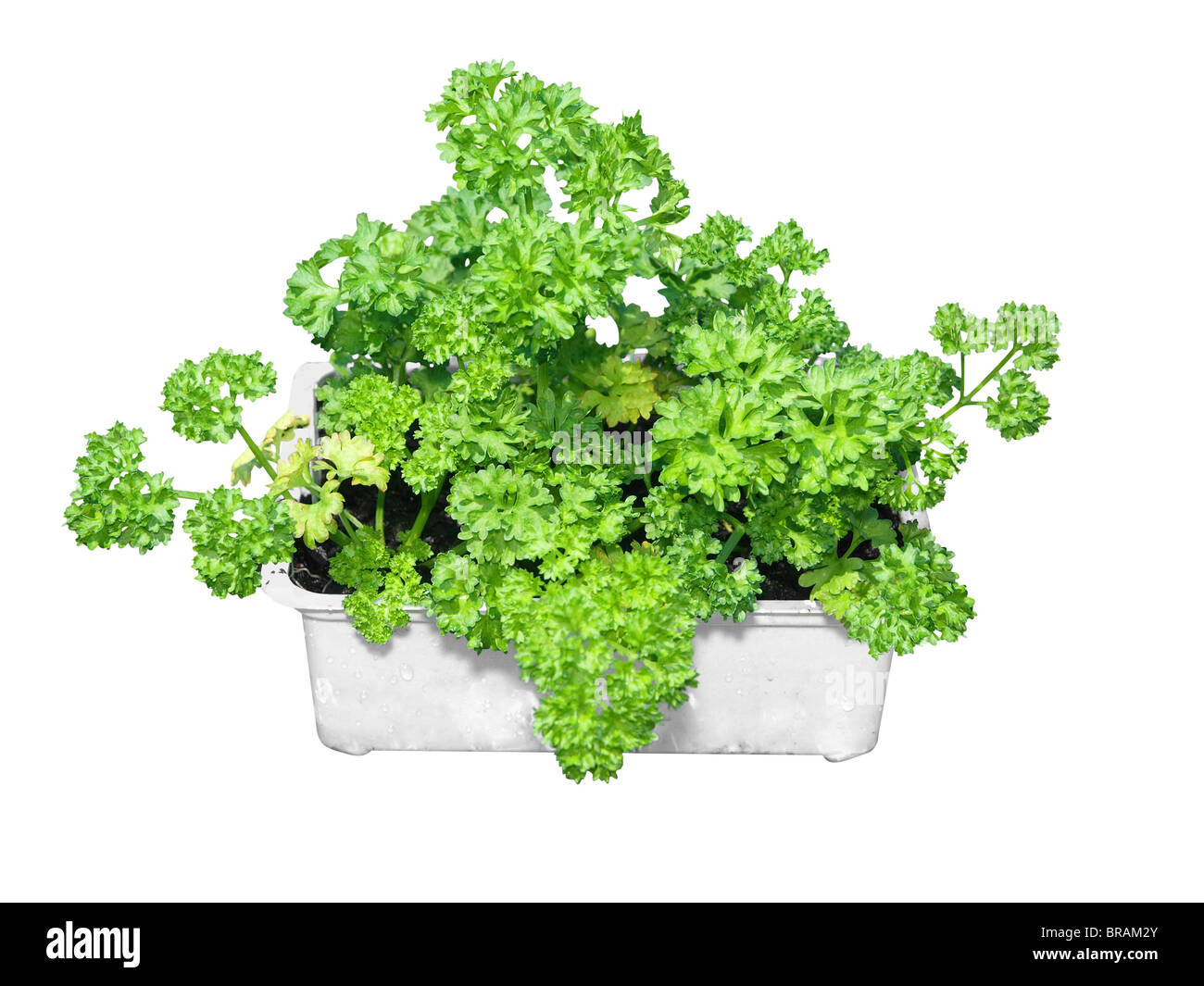 Ein Körbchen Petersilie mit Beschneidungspfad isoliert Stockfoto