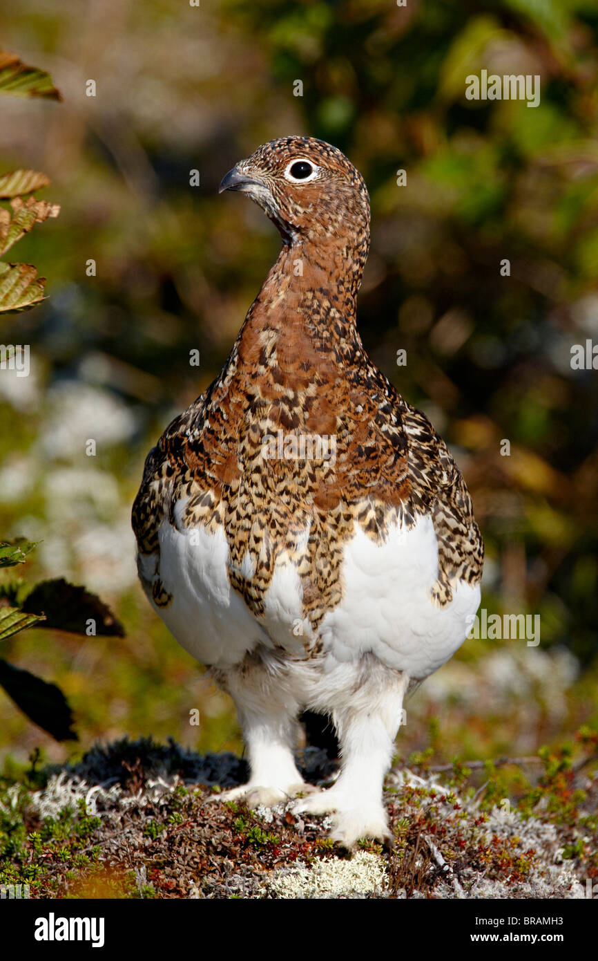 Willow Ptarmigan (Lagopus Lagopus), Katmai Nationalpark und Reservat, Alaska, Vereinigte Staaten von Amerika, Nordamerika Stockfoto