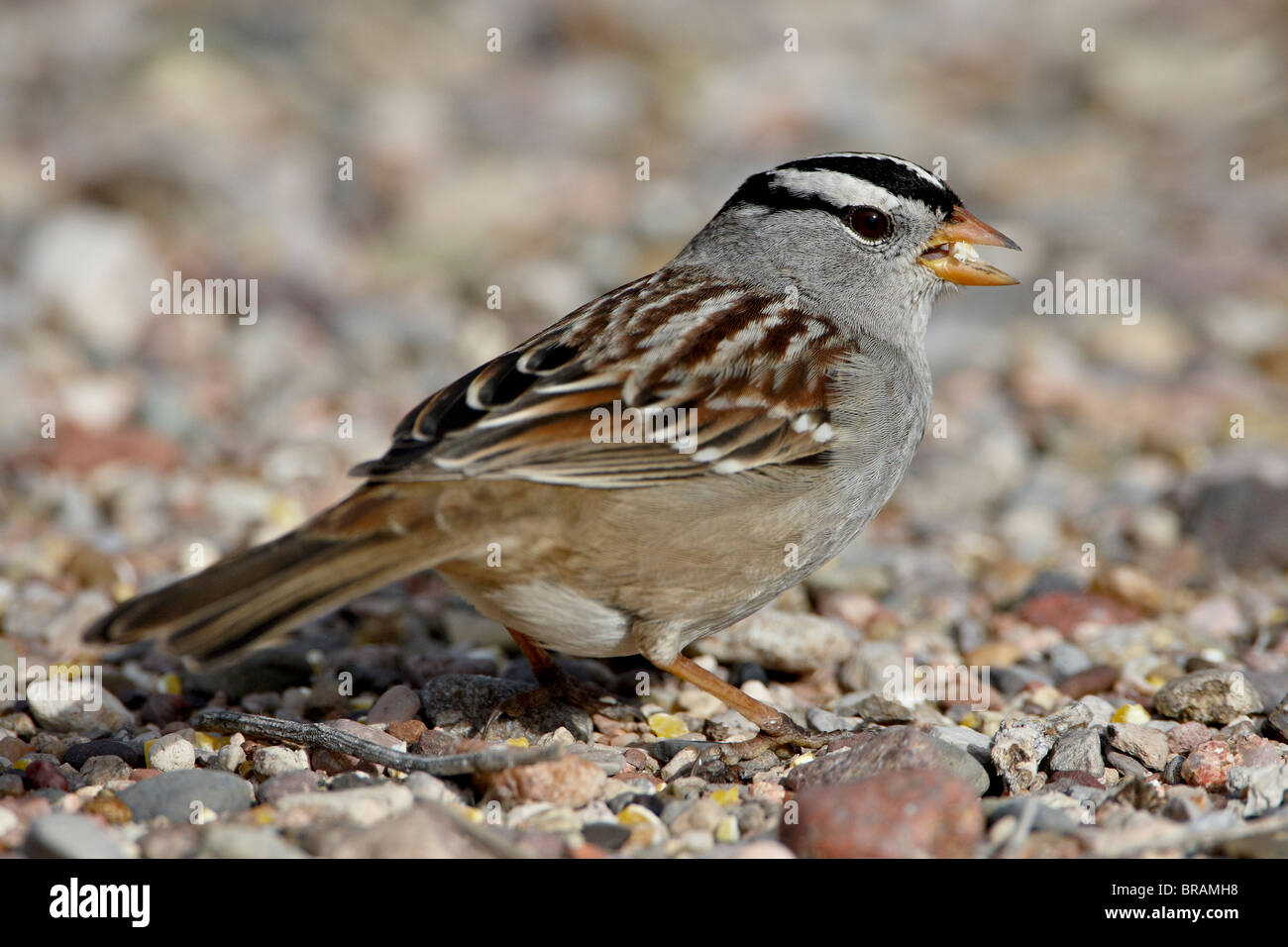 Weiß – Crowned Sparrow (Zonotrichia Leucophrys), Caballo Lake State Park, New Mexico, Vereinigte Staaten von Amerika, Nordamerika Stockfoto