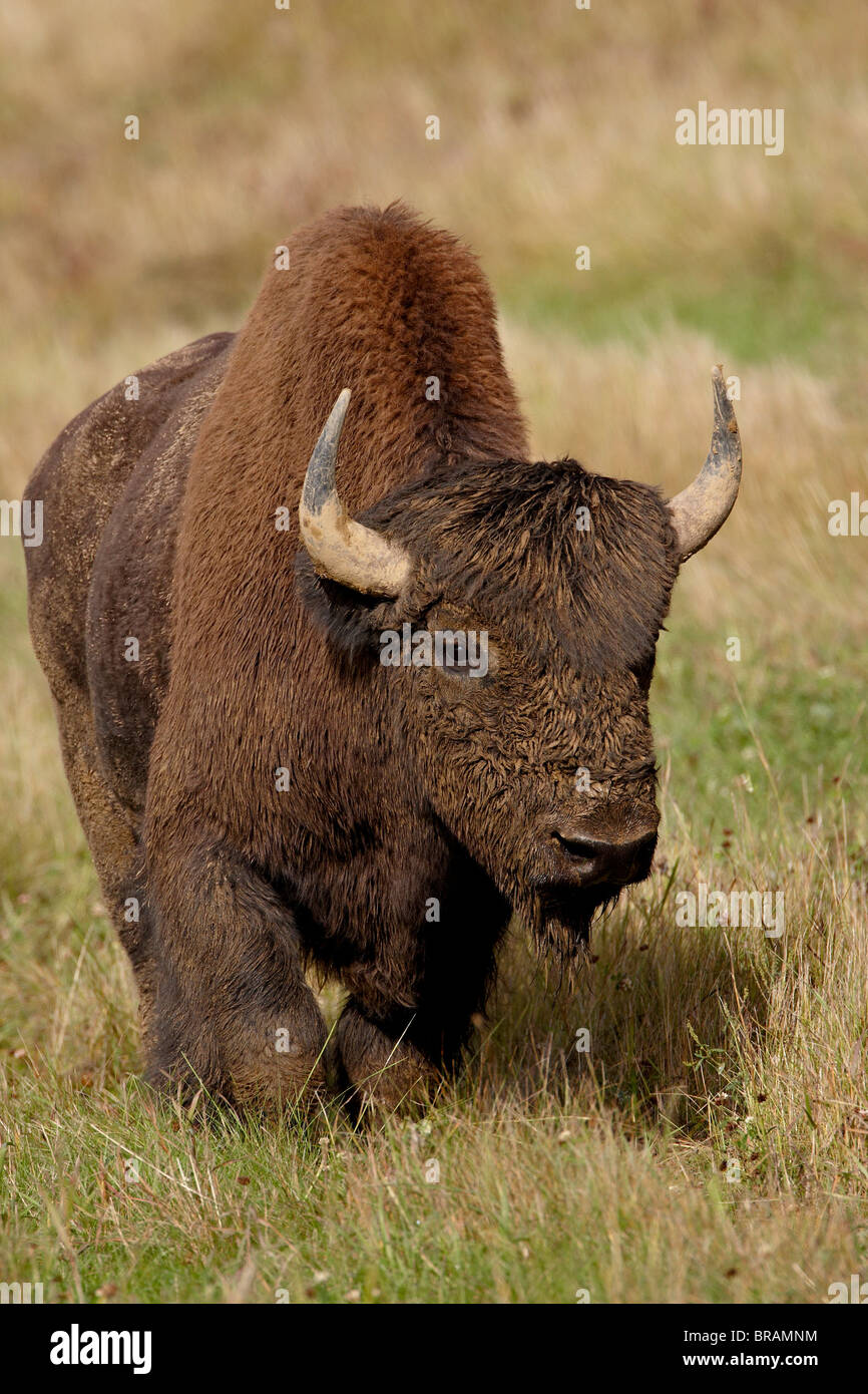 Männliche Holz Bison (Wood Buffalo) (Bison Bison Athabascae), Alaska Highway, Britisch-Kolumbien, Kanada, Nordamerika Stockfoto