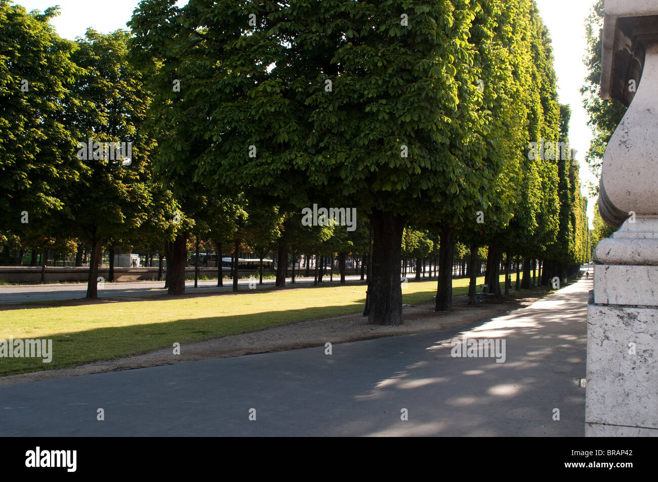 Reihe von Bäumen zwischen Pont Alexandre III und Pont De La Concorde, Paris, Frankreich Stockfoto