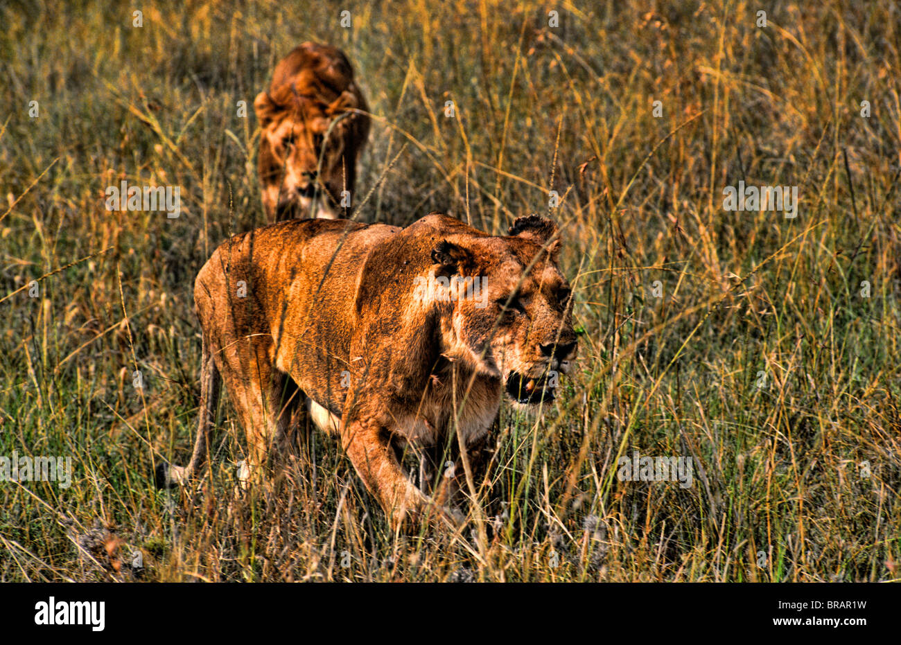 Weibliche Lowen Auf Jagd Nach Nahrung Im Massailand Im Dschungel Von Afrika Masai Mara In Kenia Stockfotografie Alamy
