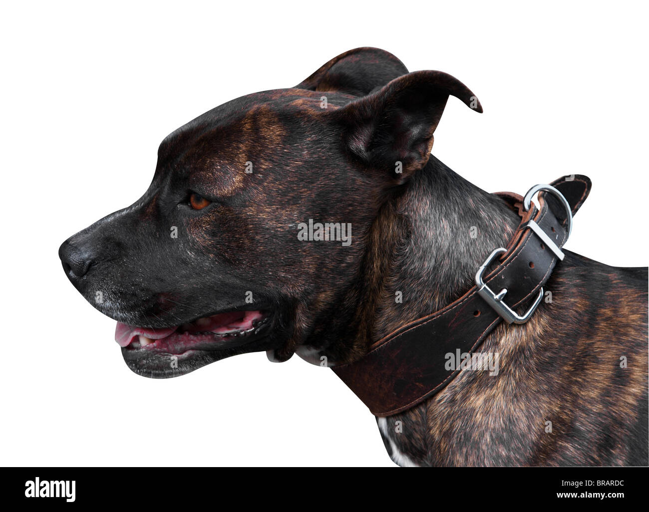 Gestromte Pitbull Terrier mit Beschneidungspfad isoliert Stockfoto