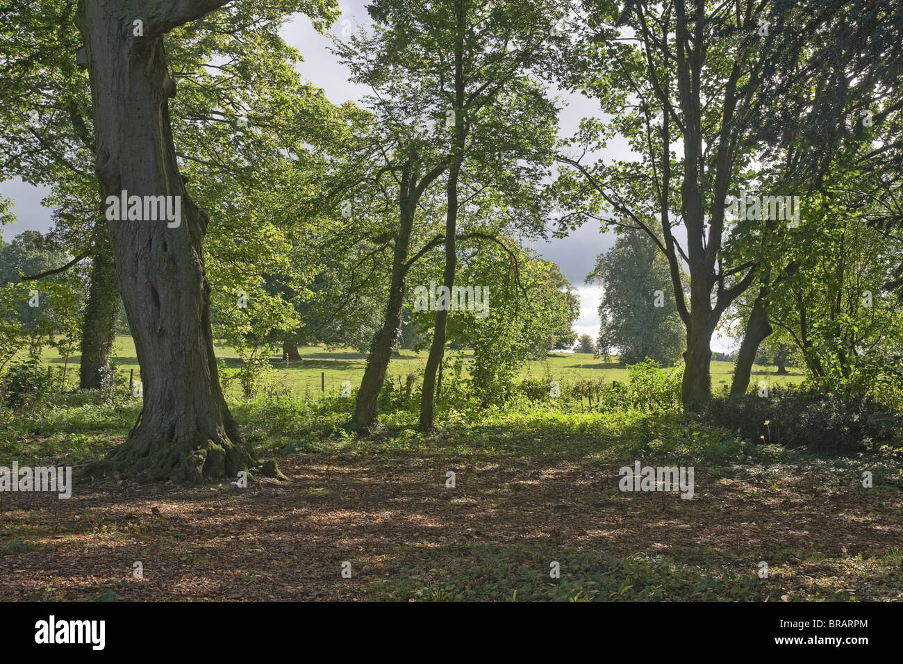 Wald in Kiplin Hall, North Yorkshire. Stockfoto