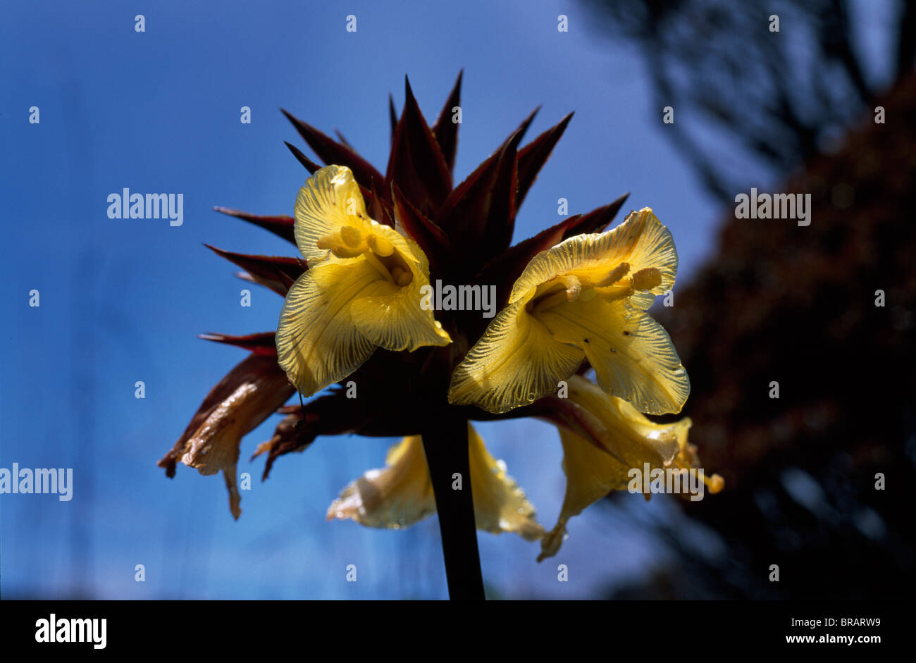 Orectanthe Sceptrum, Gipfel des Mount Roraima, Venezuela, Südamerika Stockfoto