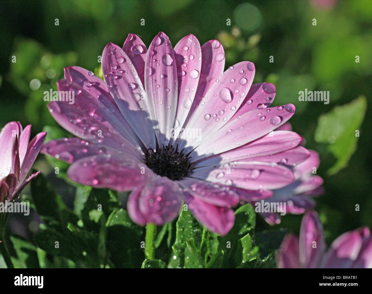 Kap-Gänseblümchen oder Osteospermums bedeckt mit Wassertröpfchen Stockfoto