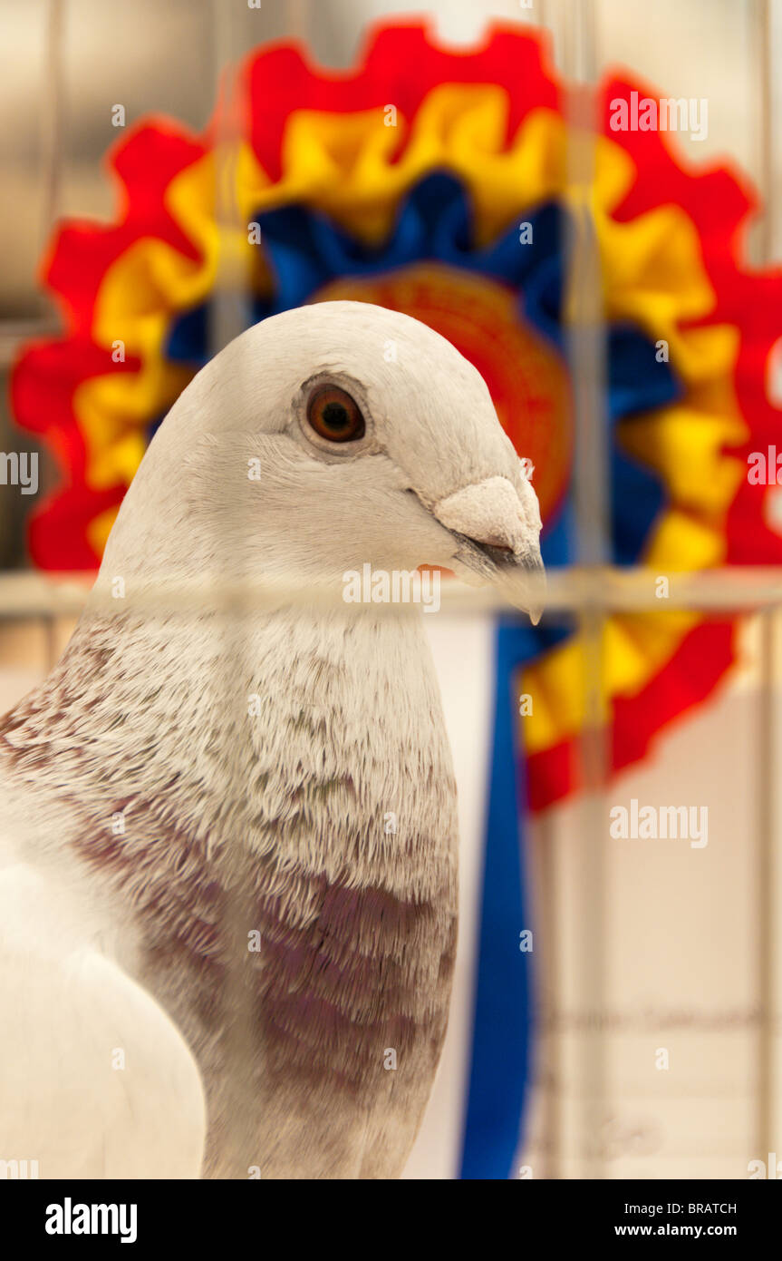 Eine Taube auf der Sandringham Land & Spiel Fair 2010 vor seiner ersten Preis Rosette. Stockfoto