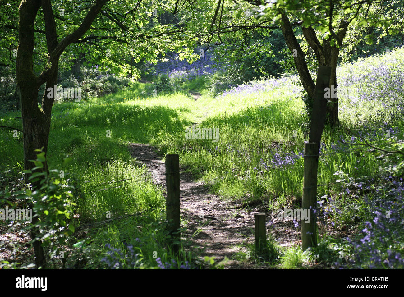 Gemeine Bluebell Bluebells Hyacinthoides non-scripta durch einen Fußweg in einem englischen Holz, Stoke on Trent, Staffordshire, England, Großbritannien Stockfoto