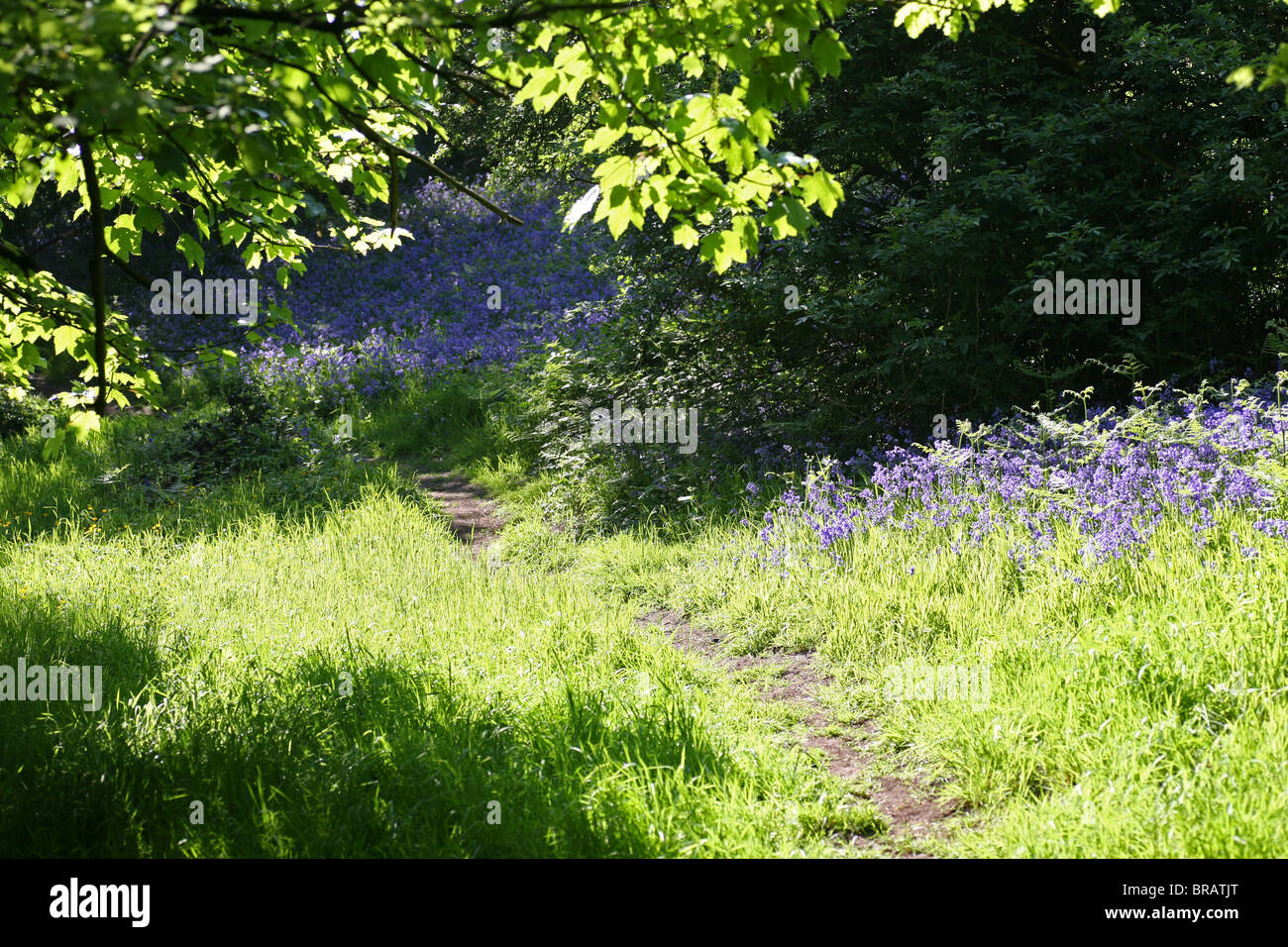 Gemeine Bluebell Bluebells Hyacinthoides non-scripta durch einen Fußweg in einem englischen Holz, Stoke on Trent, Staffordshire, England, Großbritannien Stockfoto