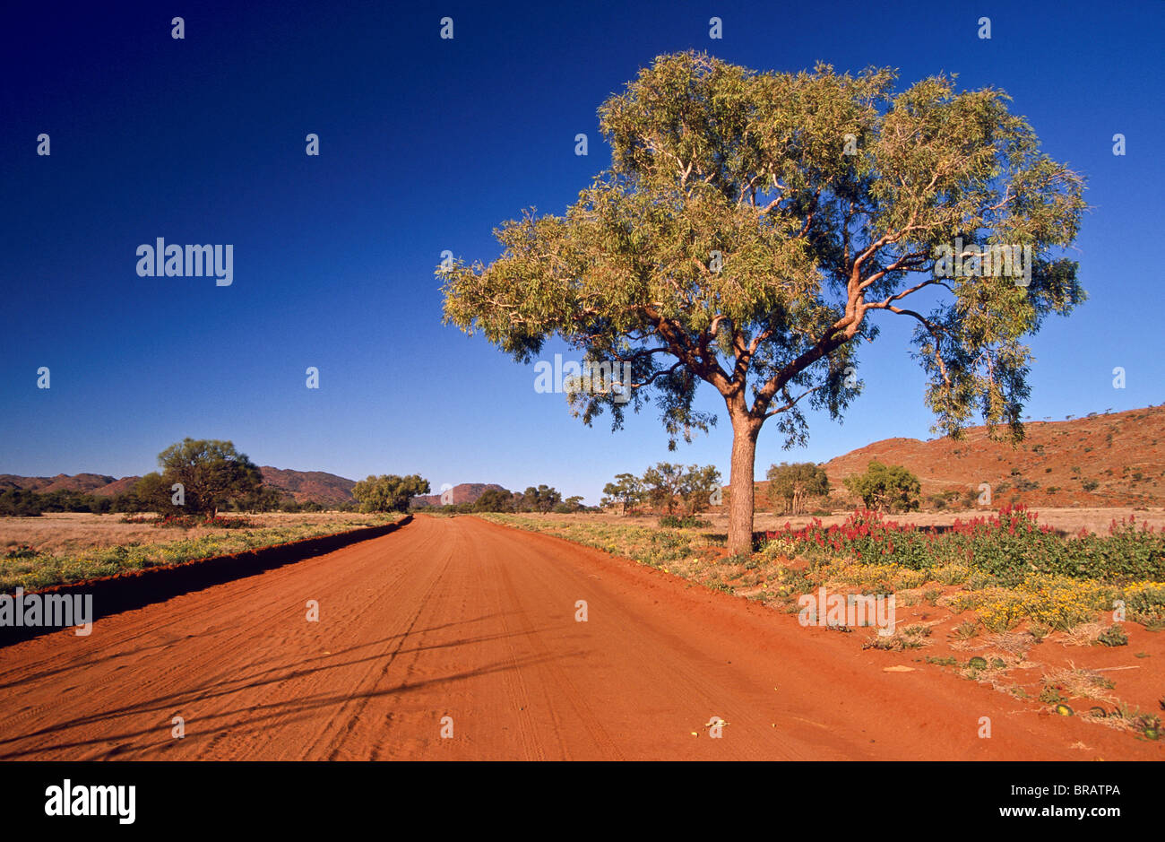 Gunbarrel Highway, Südaustralien Stockfoto