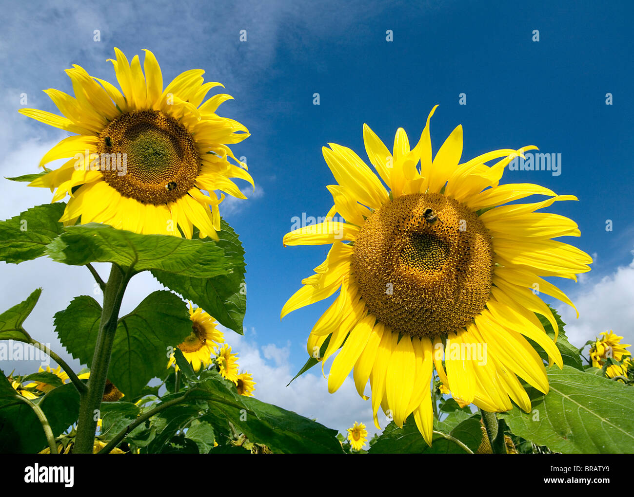 zwei Sonnenblumen mit Hummeln in einem Feld von Sonnenblumen mit blauem Himmel Stockfoto