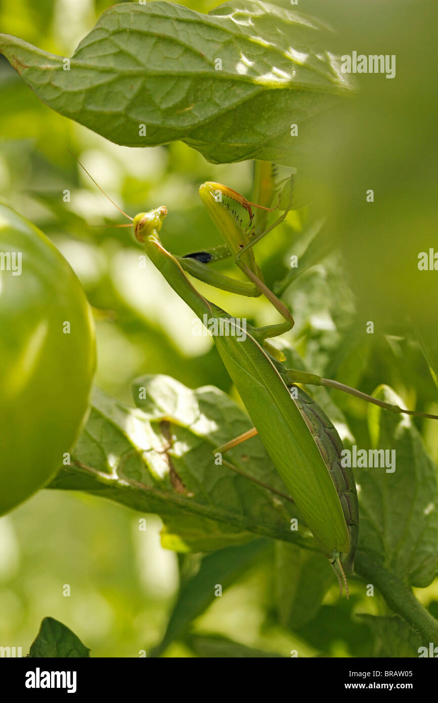 Gottesanbeterin in eine Tomatenpflanze. Stockfoto