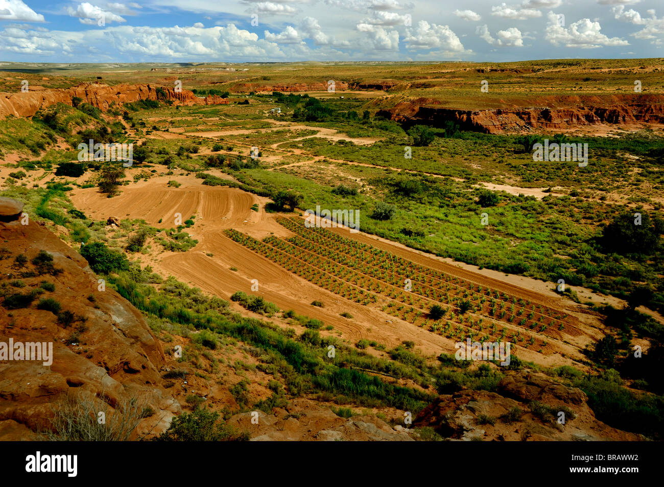 Land der Hopi in Arizona mit Mais wächst Stockfoto