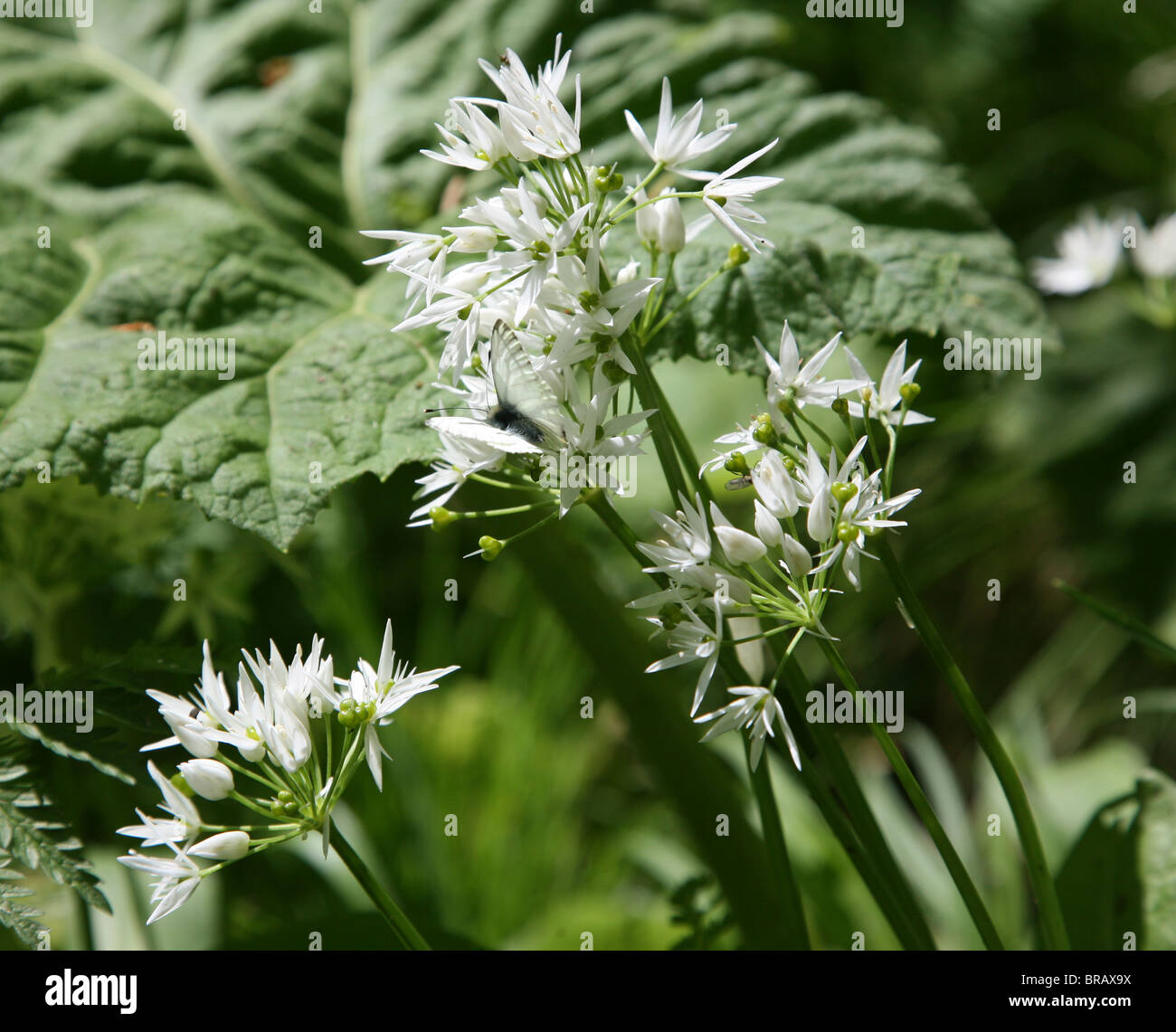 Wilder Knoblauch oder Bärlauch (Allium Ursinum) Stockfoto