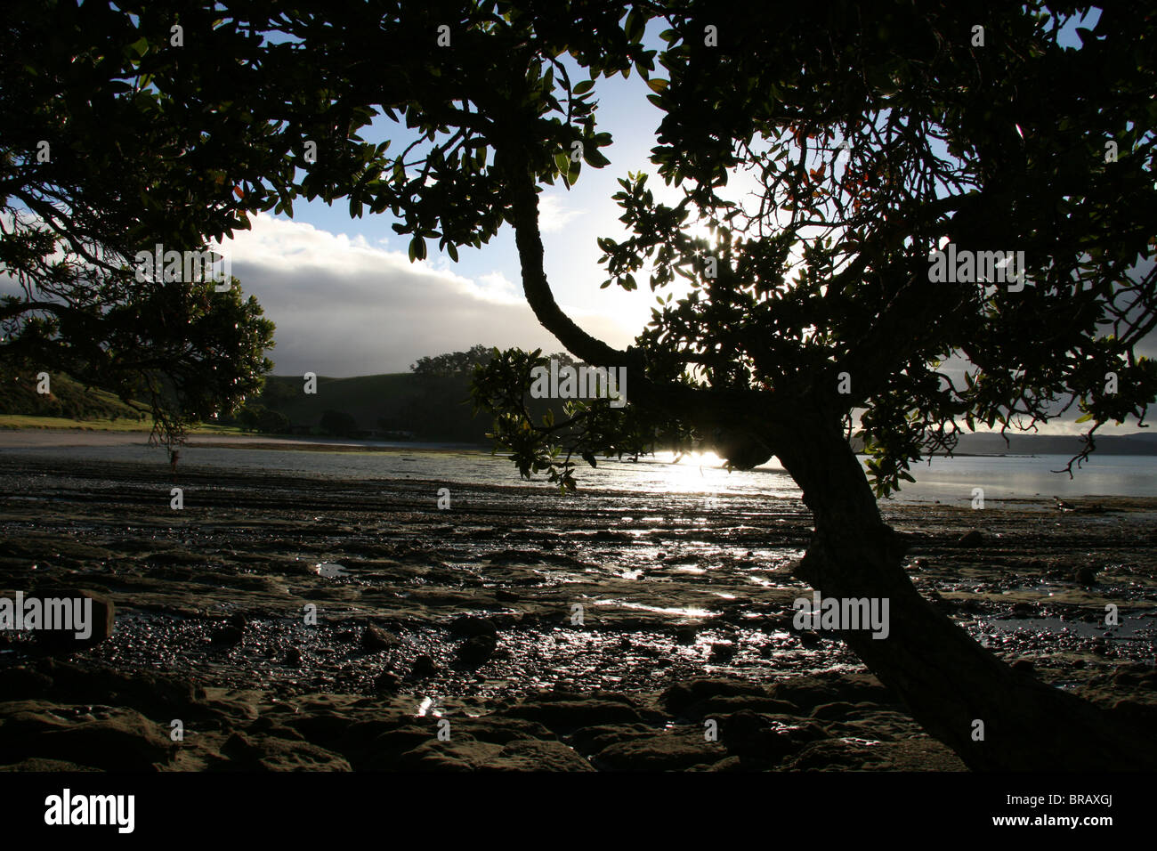 Silhouette von Baum und Sonnenlicht glitzerte vor der Küste North Shore, Nordinsel, Neuseeland Stockfoto