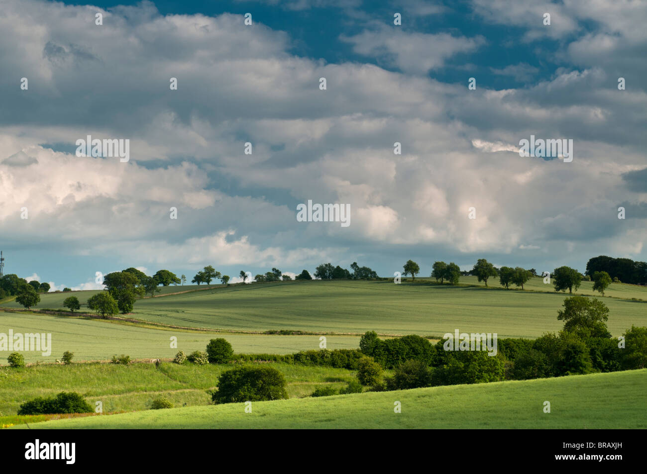Sanfte Hügel, in der Nähe von Guiting Power, Gloucestershire, Cotswolds, UK Stockfoto