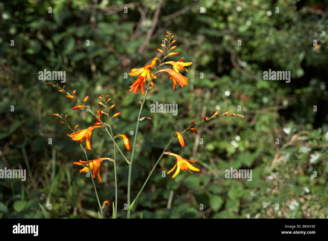 Crocosmia Masoniorum orange Blume Garten Pflanze Stockfoto