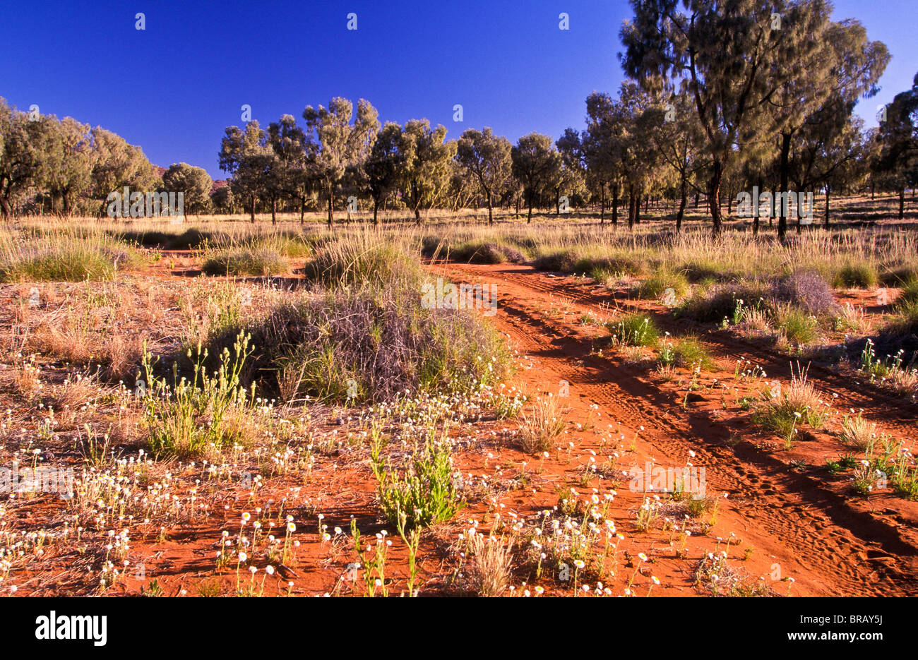 Wüste Eiche Sanden, Australien Stockfoto