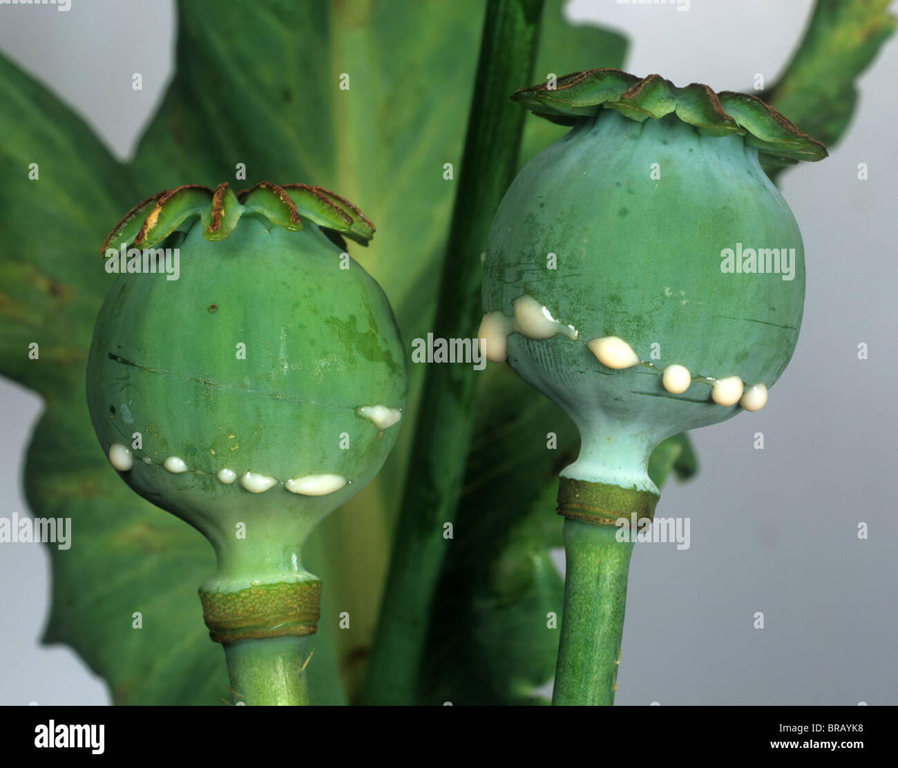 Schlafmohn (Papaver Somniferum) verströmt Opium Sap von Kürzungen bei den frischen Pflanzensamen Stockfoto