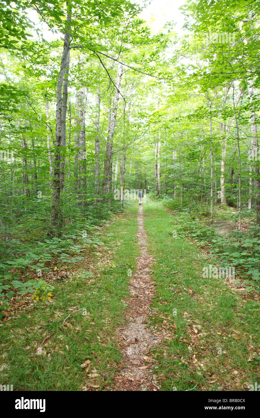 Mann zu Fuß hinunter das alte Bartlett und Albany Railroad in Bartlett, New Hampshire, USA. Stockfoto