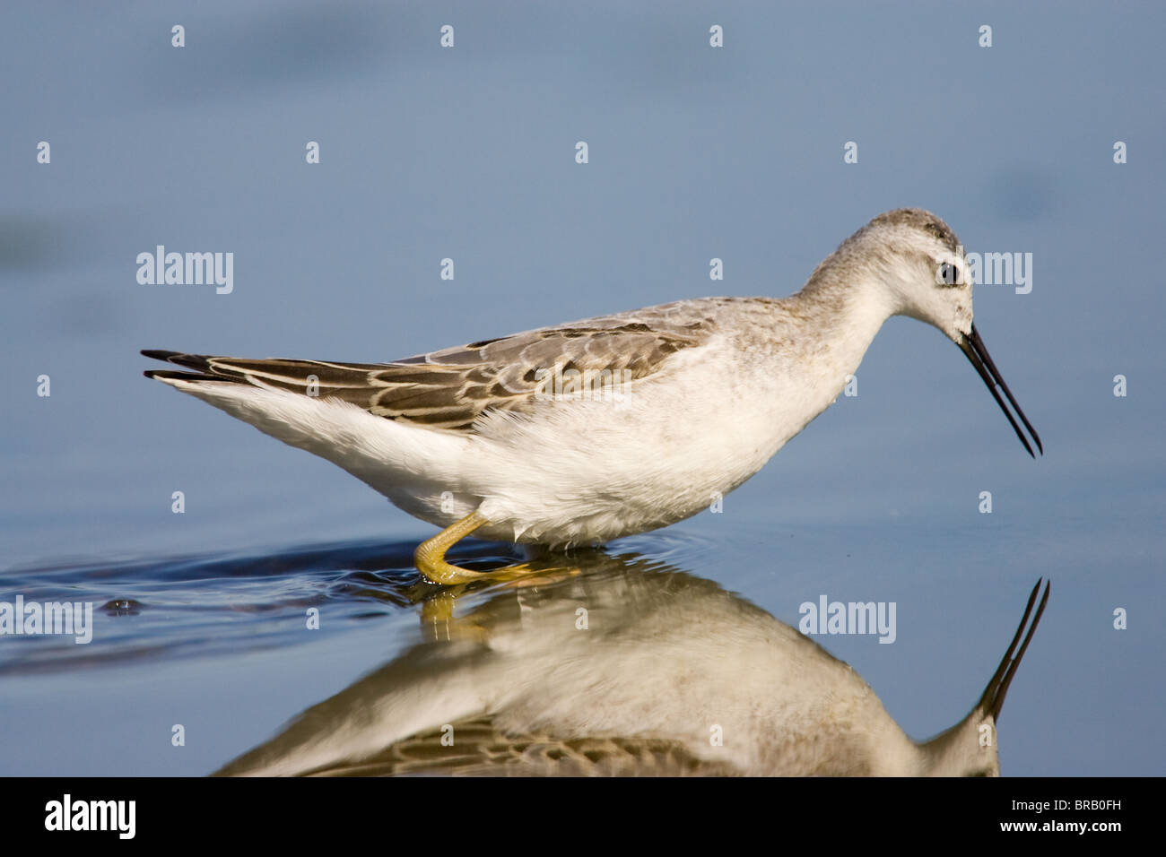 Wilson's Phalarope Fütterung im seichten Wasser Stockfoto