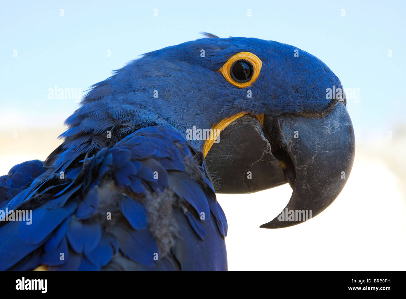 Hyazinth-Ara (Anodorhynchus Hyacinthinus) Stockfoto