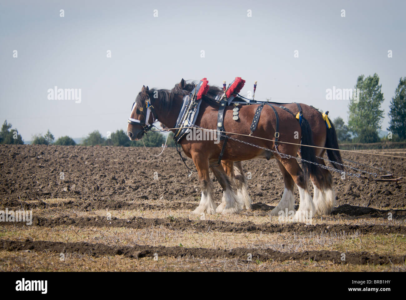 Shire-Pferde Pflügen Stockfoto