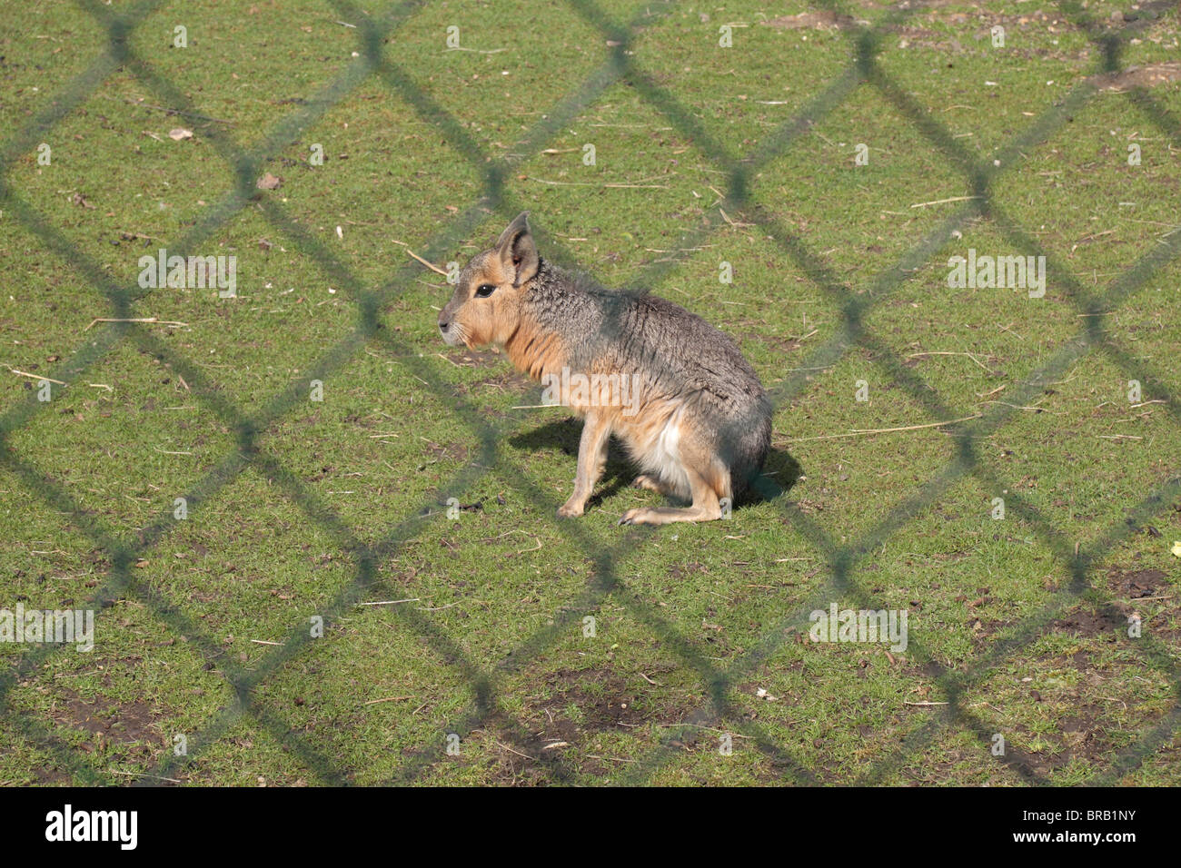 Eine patagonische mara (Dolichotis patagonum), durch einen Zaun gesehen, Hanwell, London, W7. Stockfoto