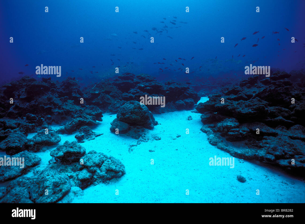 Klimawandel durch die globale Erwärmung beeinträchtigt die Gesundheit der Korallenriffe, Cocos Island, Pazifischer Ozean Stockfoto