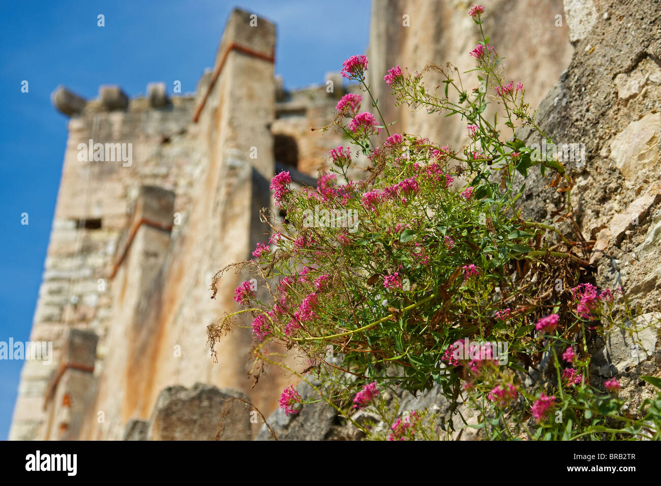 Italienische Burgruine mit einer Pflanze, die aus der Wand Stockfoto