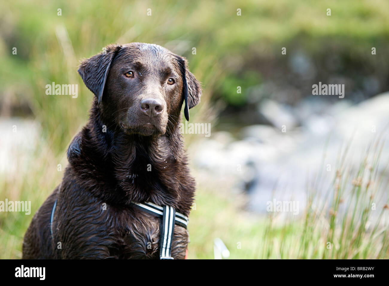 Schuss von einem Alert Labrador im Kabelbaum Stockfoto