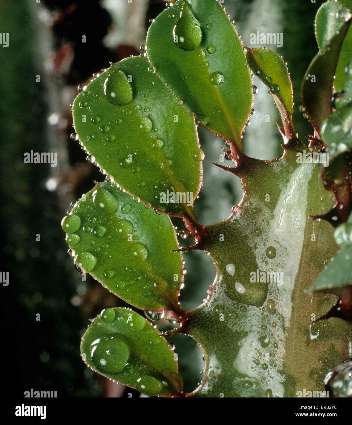 Blätter auf dem Wachstumspunkt eines Cowboy-Kaktus oder afrikanischen Milchbaums (Phribia trigona) Wassertröpfchen Stockfoto