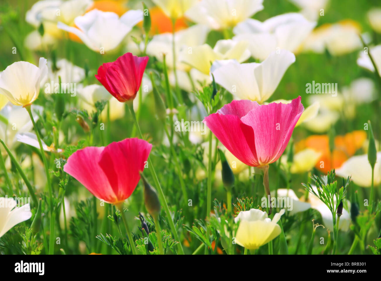 Kalifornischer Mohn - kalifornische Mohn 20 Stockfoto