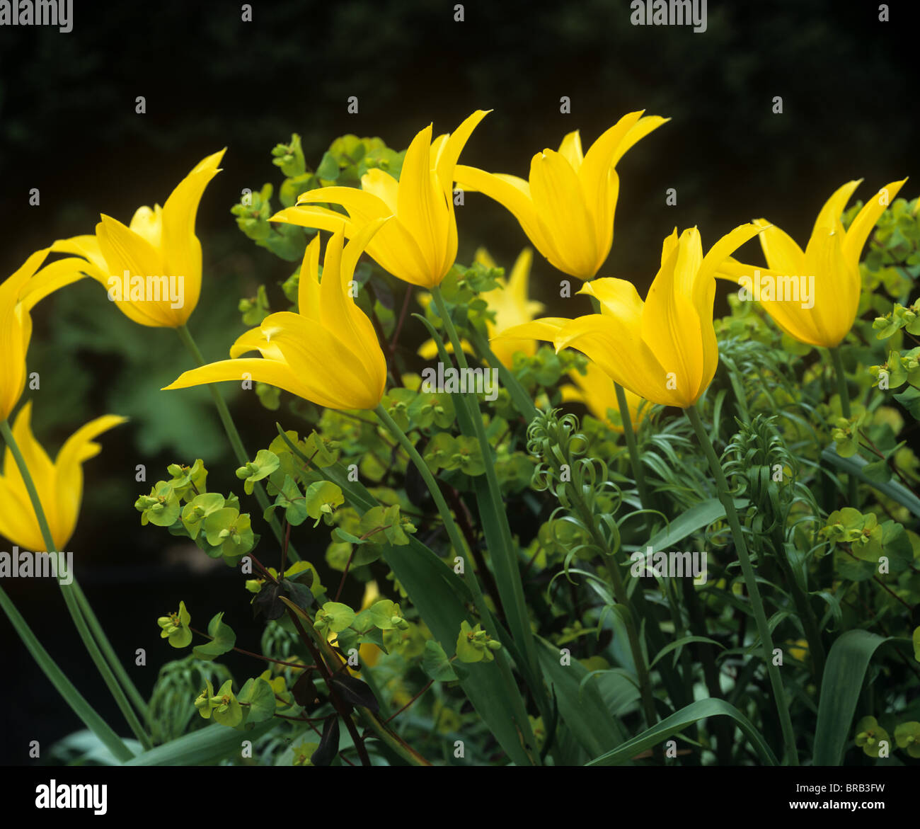 Blumen Tulpe "Westpoint" Stockfoto