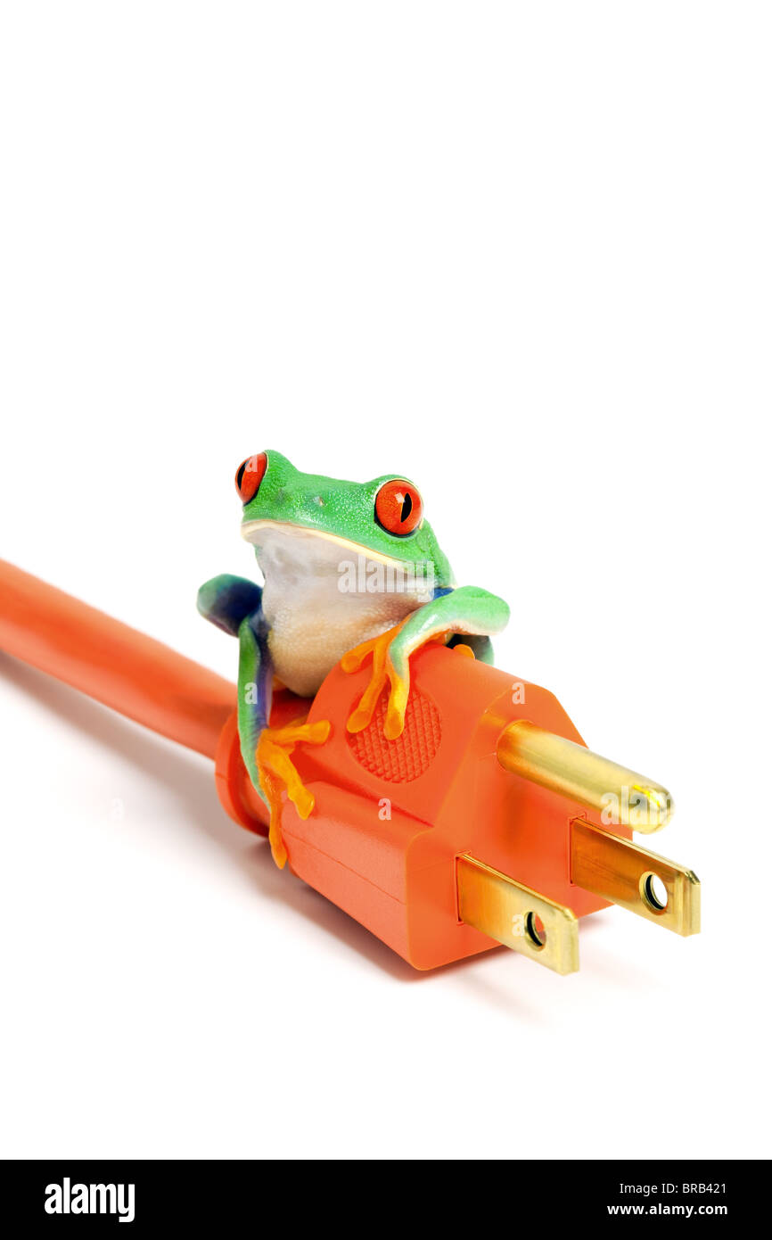 Grün oder erneuerbare Energie / Konservierungskonzept - Frosch auf Power plug isolierten auf weißen Hintergrund. Stockfoto