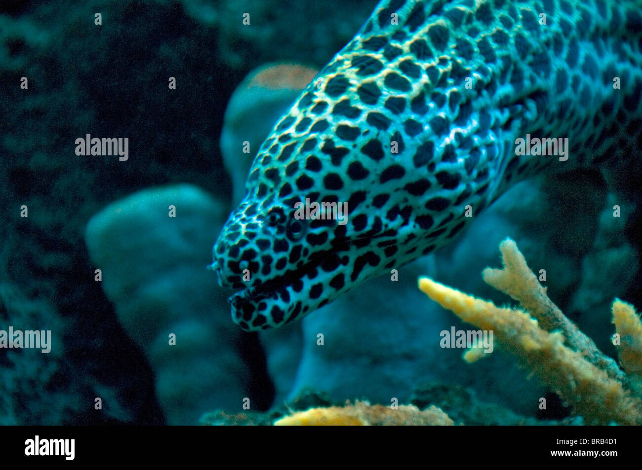 geschnürte Moray-2008 Stockfoto