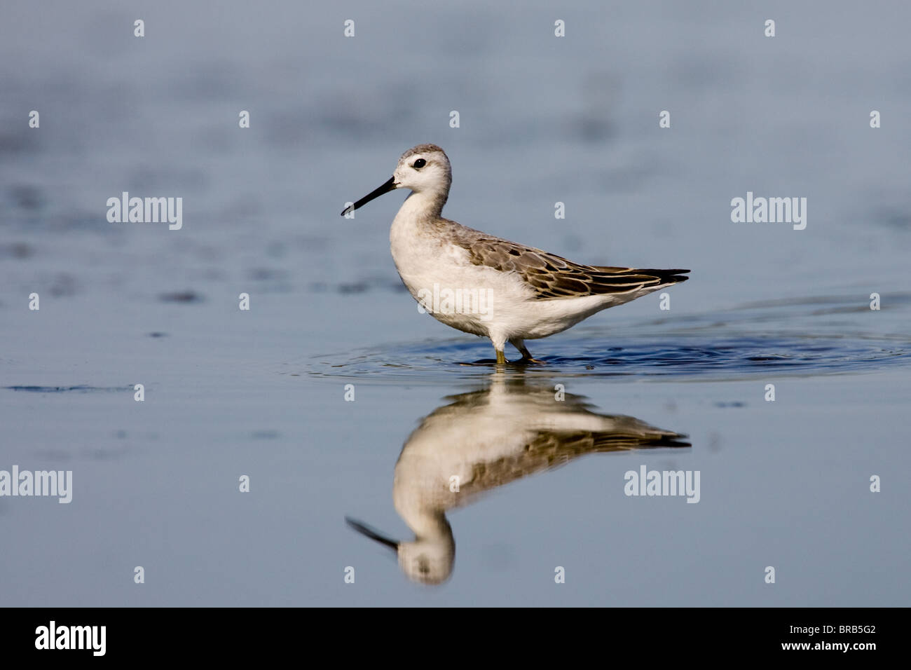 Wilson's Phalarope Fütterung im seichten Wasser Stockfoto