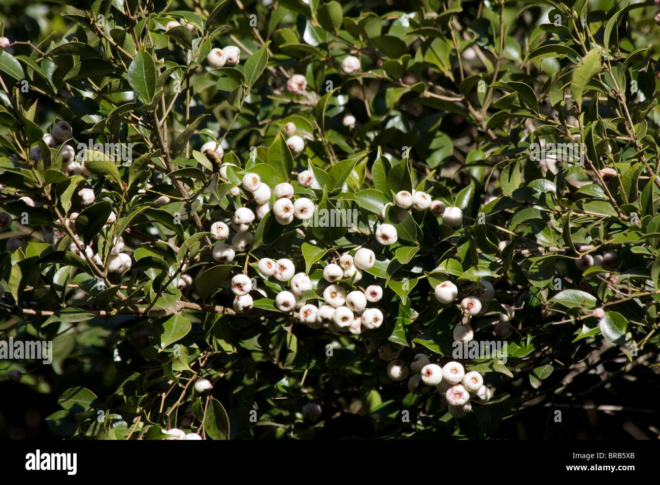 Lilly pilly Baum mit weißen Beeren, NSW, Australien Stockfoto