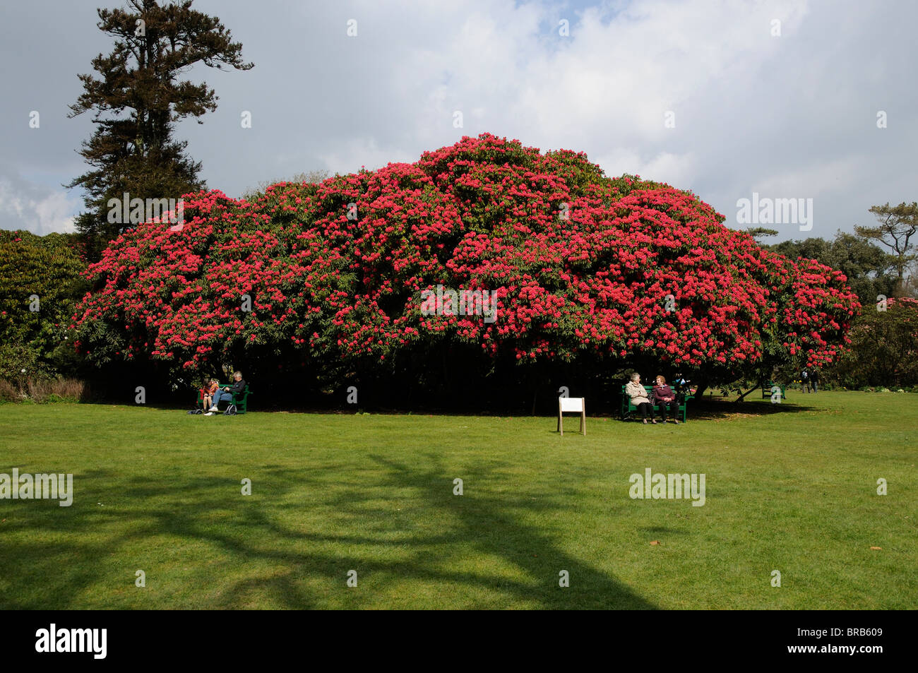 Frhling-Besucher und einen riesigen Rhododendron Bltenstrauch in die Lost  Gardens of Heligan Cornwall England UK Stockfotografie - Alamy