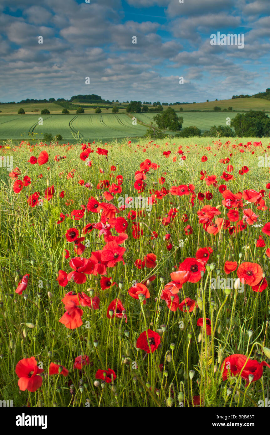 Rote Mohnblumen in einem Feld, Gloucestershire, Cotswolds, UK Stockfoto