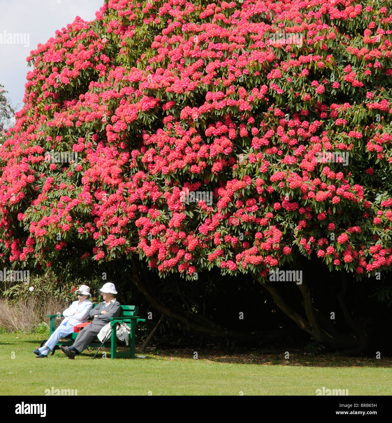 Cornwall Rhododendron Frühling-Besucher und einen riesigen Rhododendron Blütenstrauch in die ...