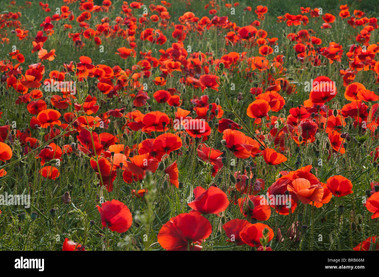 Feld voller roter Mohn, Cotswolds, UK Stockfoto