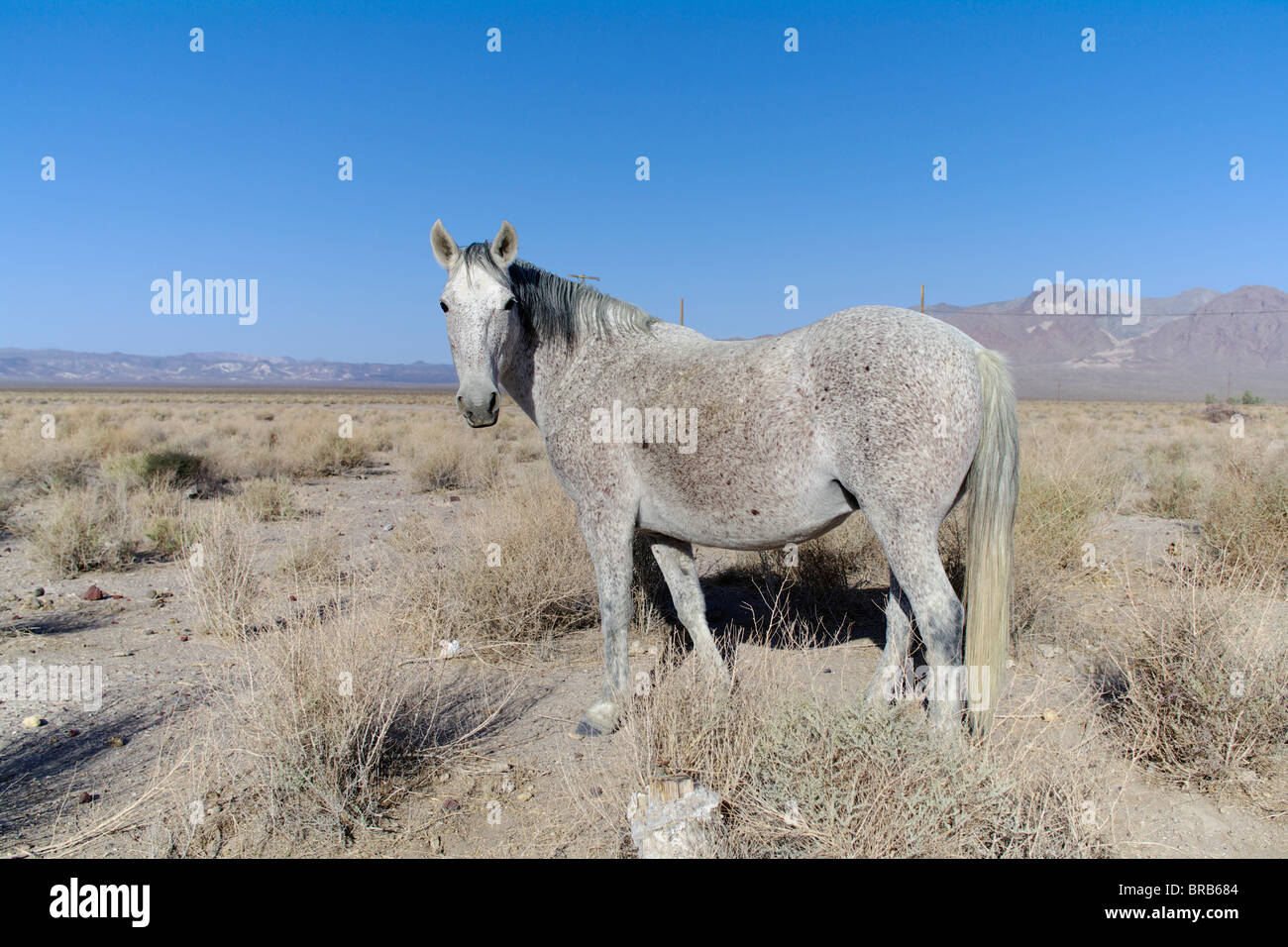 Wildpferde in der Nähe von Death Valley Junction in Death Valley Nationalpark, Kalifornien, USA. Stockfoto