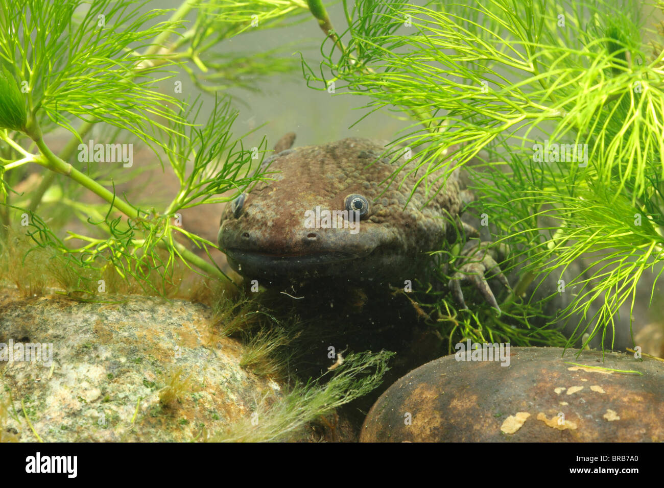 Axolotl, Z.B. geschieht, einzelne Gefangene Tier im Tank, September 2010 Stockfoto