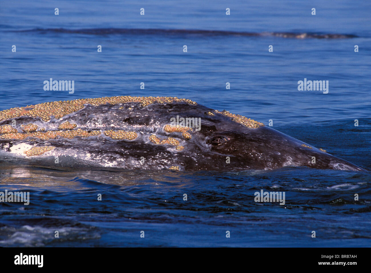 Grauwal, Eschrichtius Robustus, Auge, Magdalena Bay, Baja California Stockfoto