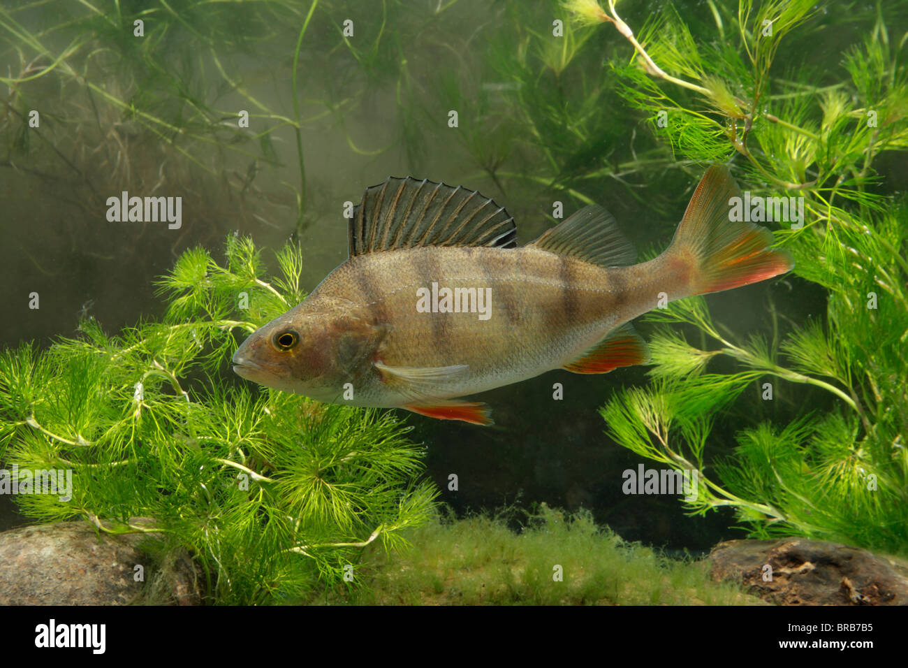Barsch, Percha Fluviatilis, einzelne Fische im Wasser, Midlands, September 2010 Stockfoto