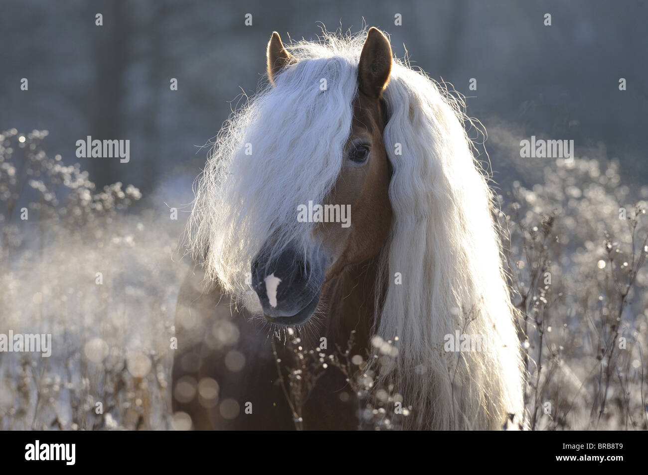 Haflinger-Pferd (Equus Ferus Caballus), Portrait eines Hengstes mit langer Mähne. Stockfoto